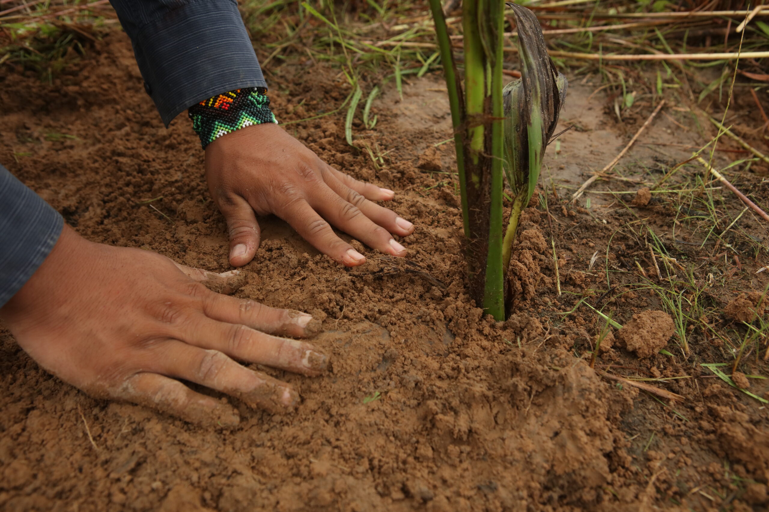 Imagem de reflorestamento