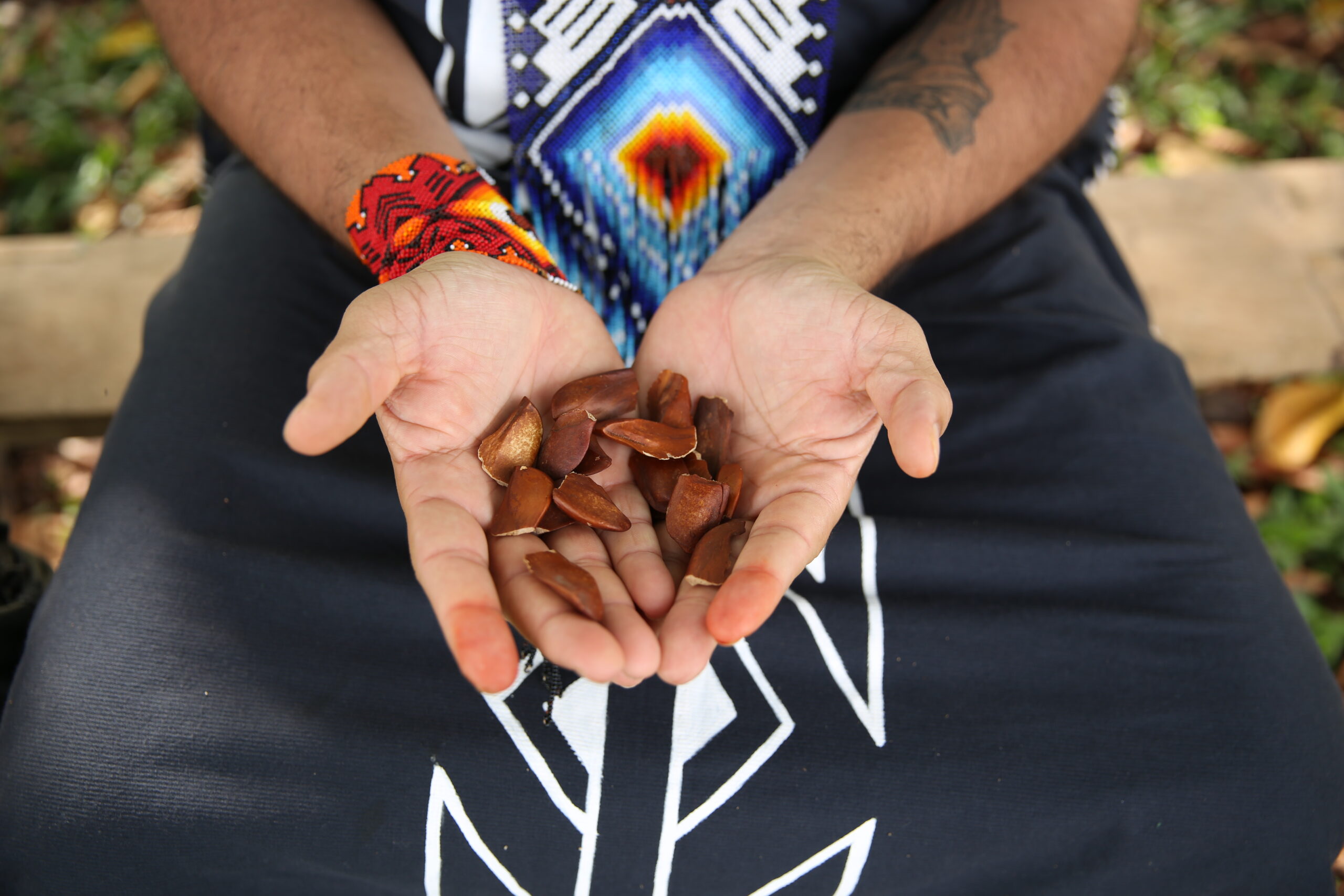 Aliança Reflorestar em ação na floresta